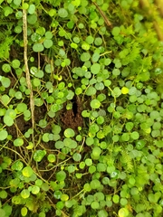 Peperomia rotundifolia