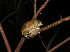 Dendropsophus acreanus