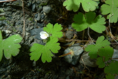 Geranium microphyllum