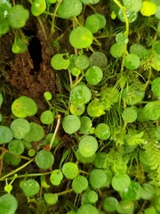 Peperomia rotundifolia
