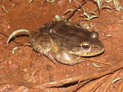 Leptodactylus vastus