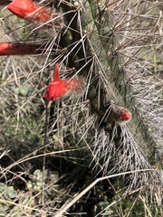 Borzicactus sepium