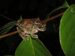 Dendropsophus acreanus