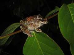 Dendropsophus acreanus
