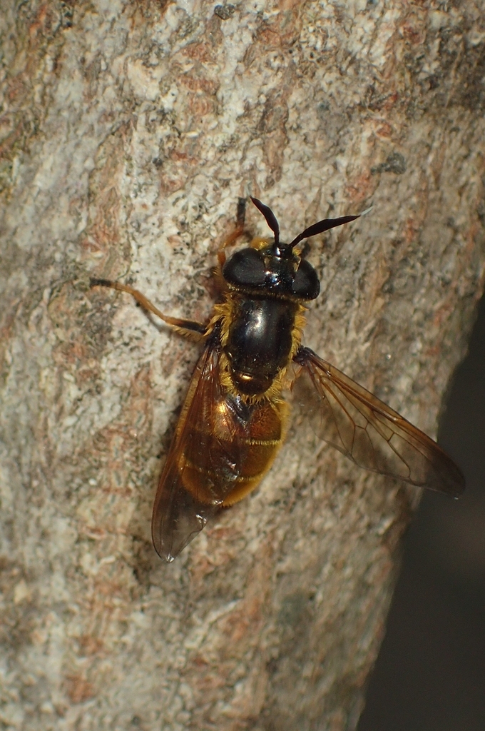 Callicera macquartii