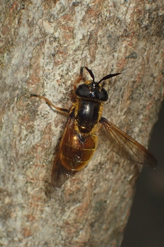 Callicera macquartii