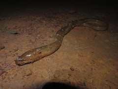 Synbranchus marmoratus