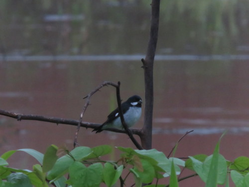 Lesson's Seedeater (Sporophila bouvronides), photo 3