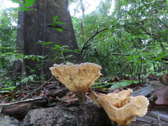 Cymatoderma dendriticum