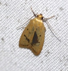 Eulechria subpunctella