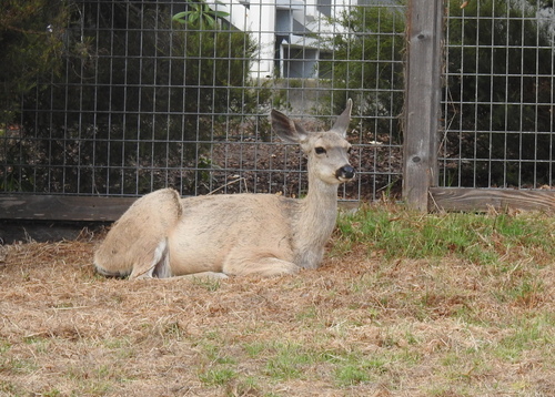 iNaturalist observation photo of Mule Deer