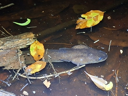 Pacific shortfin eel (Anguilla obscura) — Anguillidae — 5