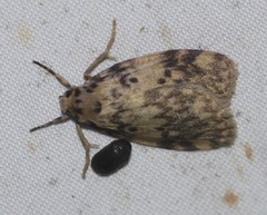 Hectobrocha subnigra