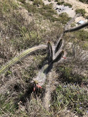 Borzicactus sepium