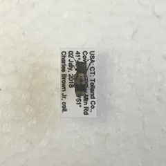 Ozotomerus japonicus