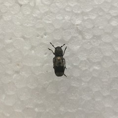 Ozotomerus japonicus