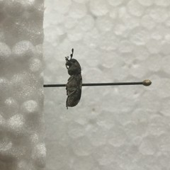 Ozotomerus japonicus