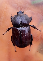 Phileurini