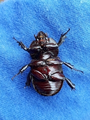 Phileurini