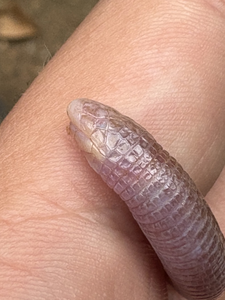 Uncertain Worm Lizard