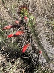 Borzicactus sepium