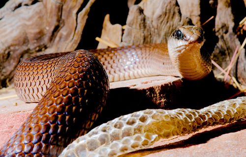 Western Rufous Beaked Snake