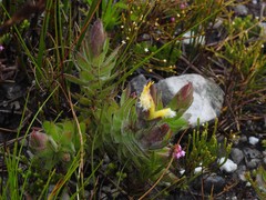 Mimetes palustris