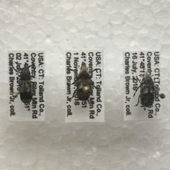 Ozotomerus japonicus