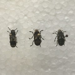 Ozotomerus japonicus