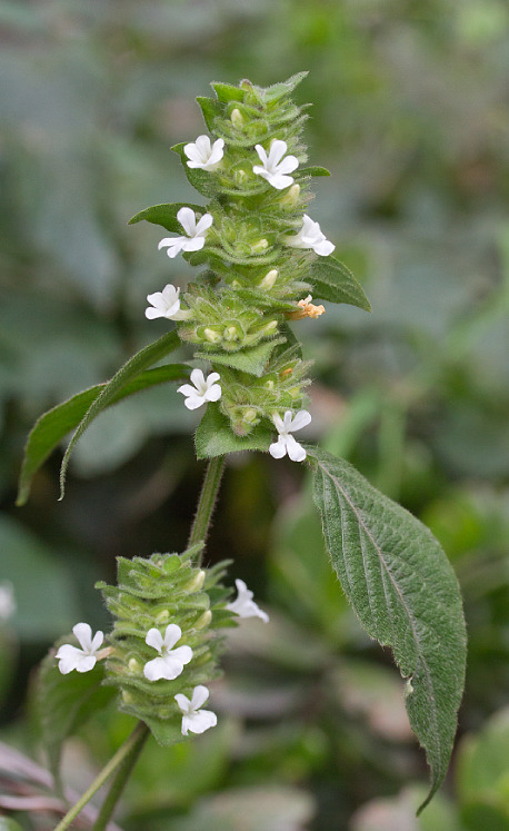 Papleaf