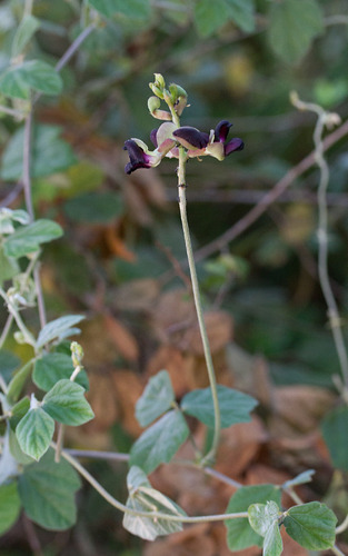 Purple Bush-Bean
