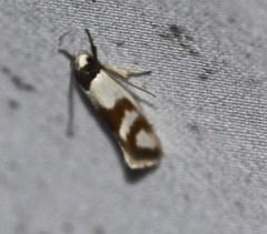 Antipterna trilicella
