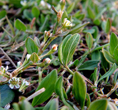Polygonum cedrorum