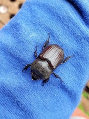 Phileurini