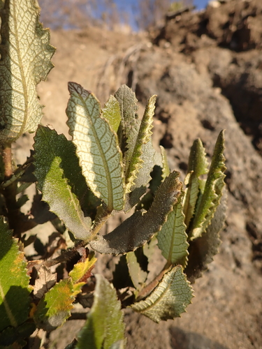 Eriodictyon sessilifolium (Eriodictyon sessilifolium)
