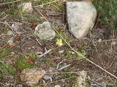 Narcissus triandrus pallidulus