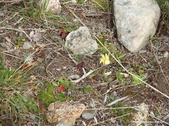 Narcissus triandrus pallidulus