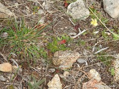 Narcissus triandrus pallidulus