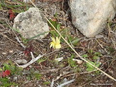 Narcissus triandrus pallidulus