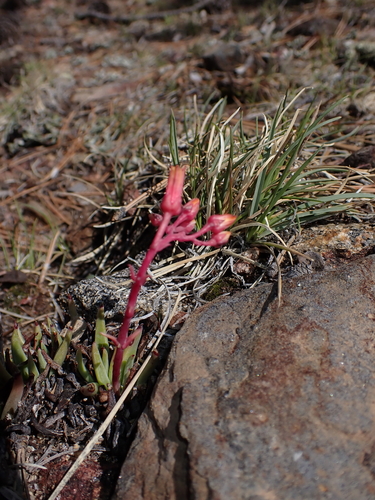 Few-Flower Liveforever (Dudleya pauciflora)