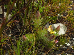 Mimetes palustris