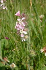 Silene gallica