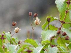 Cistus populifolius