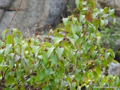 Cistus populifolius