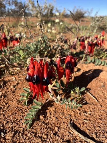 Sturt's Desert Pea
