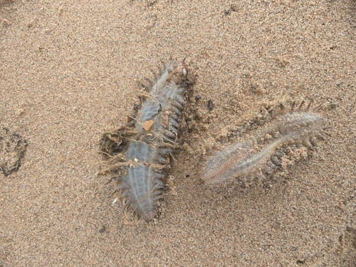Sea Mouse