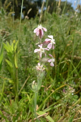 Silene gallica