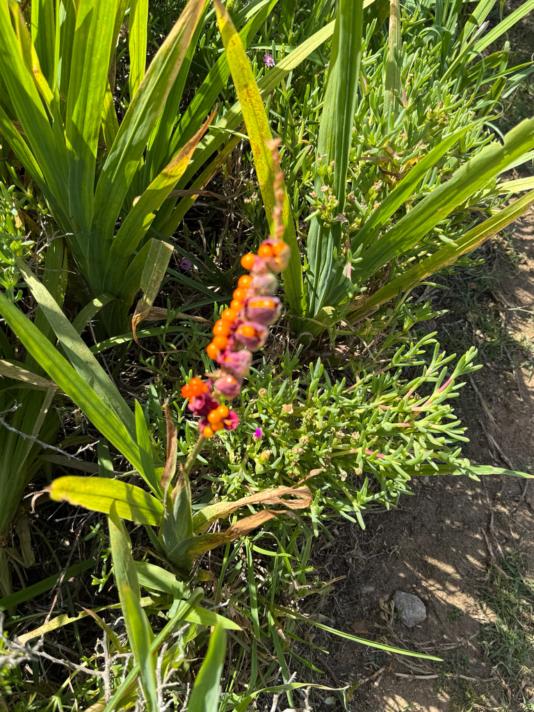 Chasmanthe aethiopica, Protea Road, Hermanus, Western Cape, ZA, by jenbs