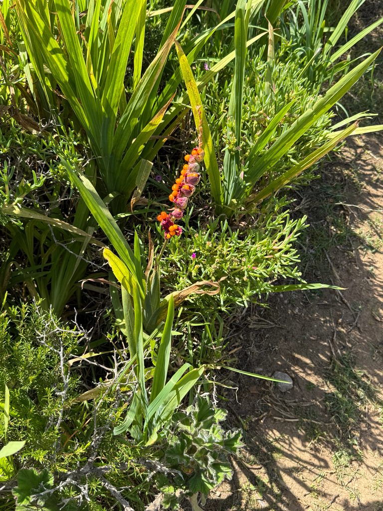 Chasmanthe aethiopica, Protea Road, Hermanus, Western Cape, ZA, by jenbs