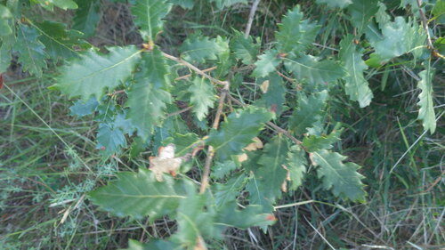 Quercus × cerrioides, photograph 3